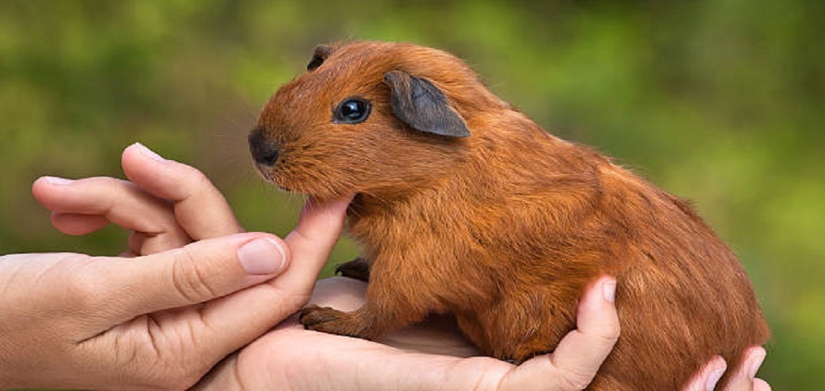 Ako sa starať o morča